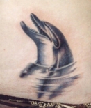 delfin-tatu
