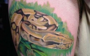 1183724042_snake_006